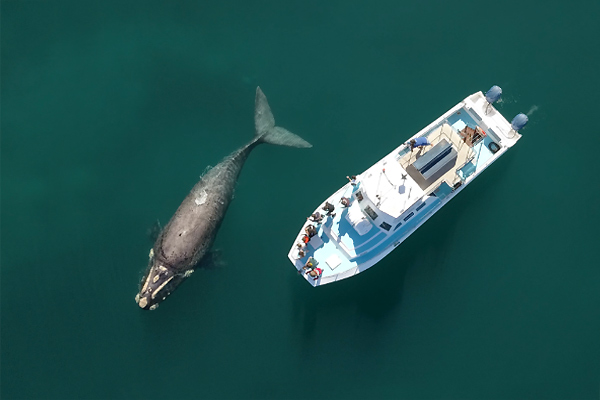 Boat Based Whale Watching Gansbaai