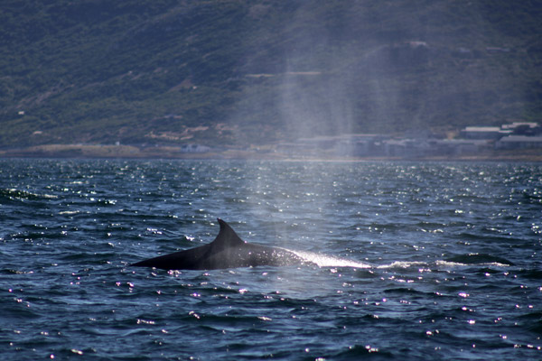 Brydes Whale 4
