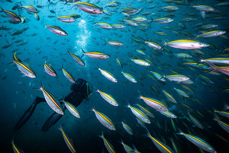 Protea Banks Aliwal Shoal Dive Package
