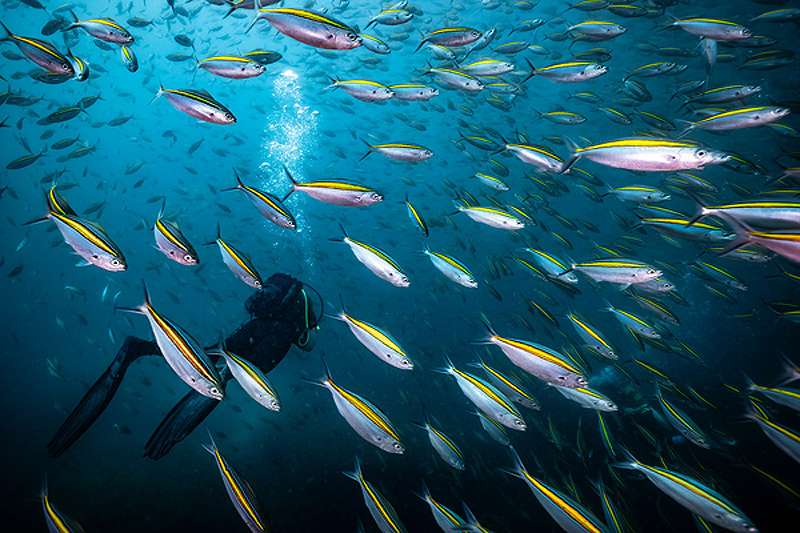 Protea Banks Aliwal Shoal Dive Package