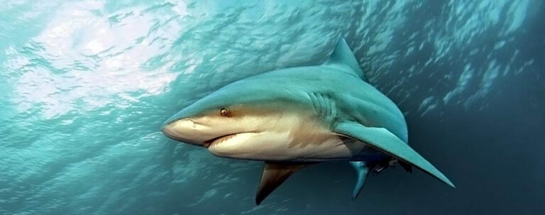 Dive With Bull Sharks Tour