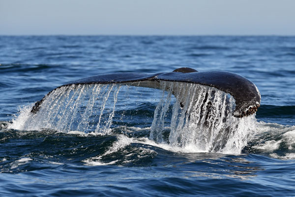 Humpback