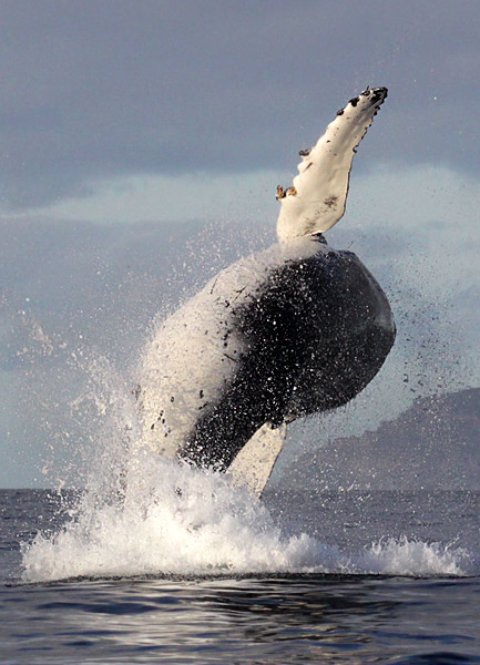 Breching Humpback Whale in False Bay