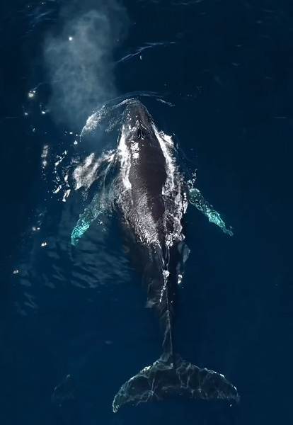 Feeding Humpback Whale Supergroups