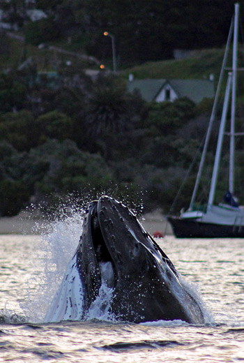 Feeding Humpback Whales