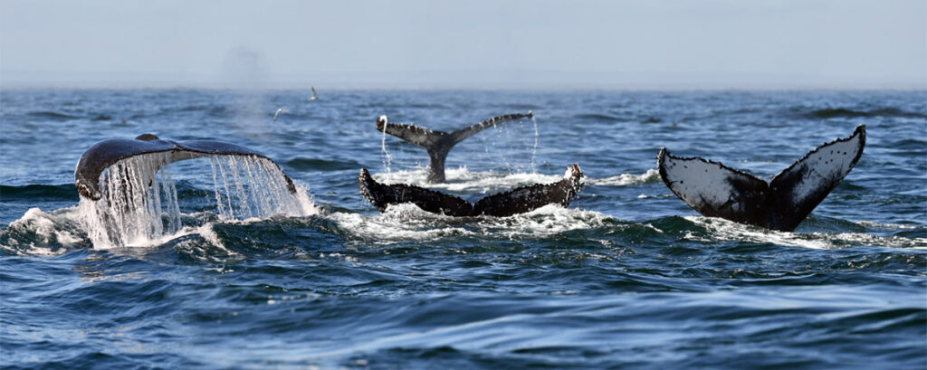 Humpback Whale Supergroup Experience