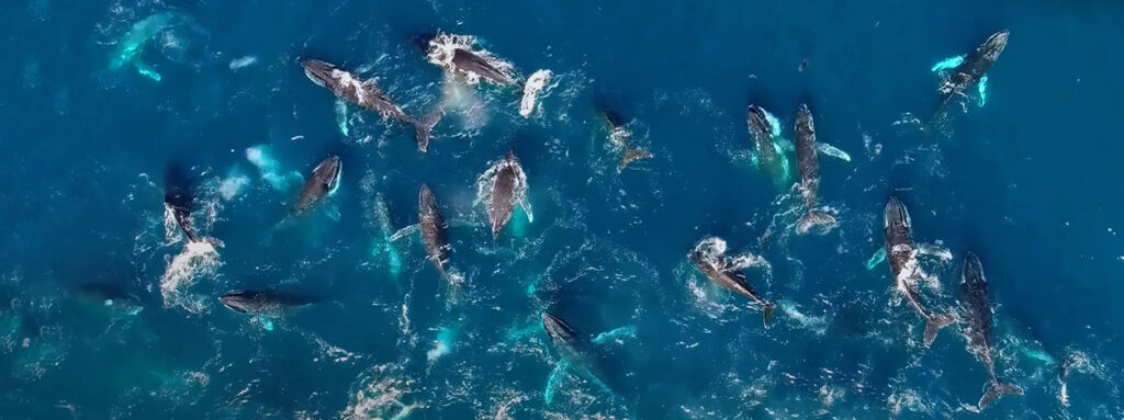 Feeding Humpback Whale Supergroups in Cape Town South Africa