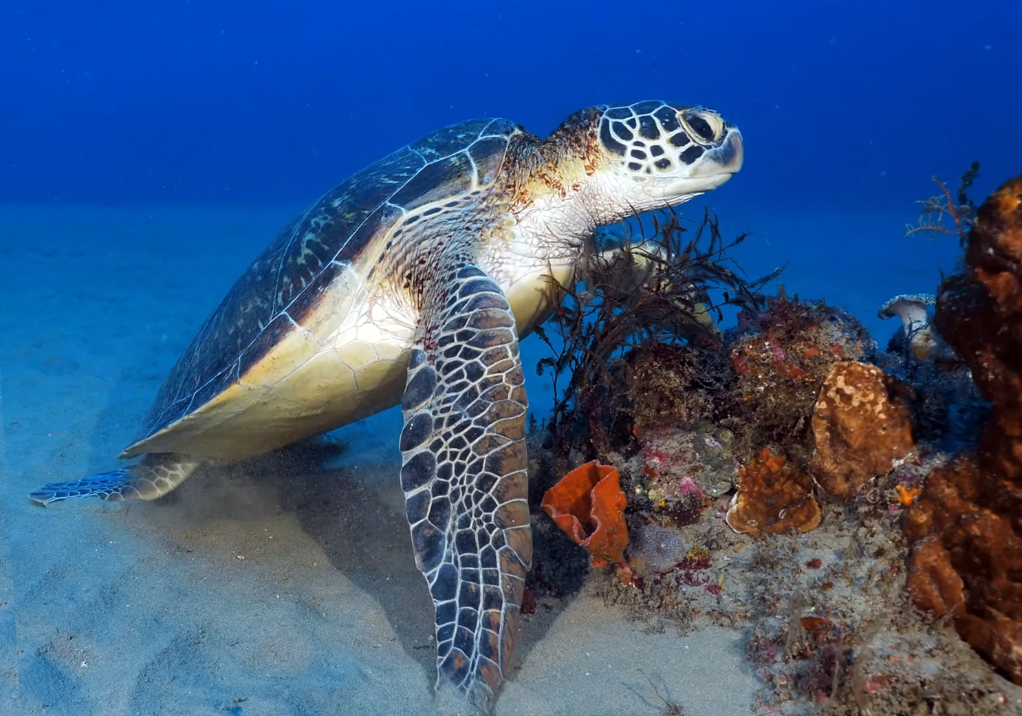 Ponta Turtle