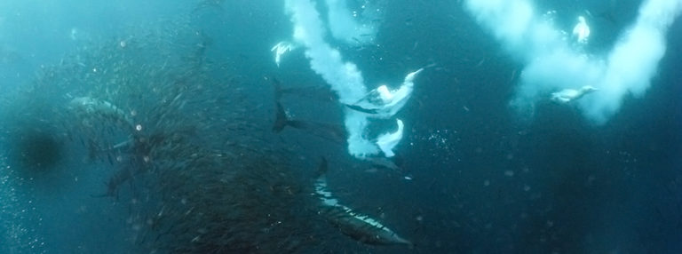 The Sardine Run