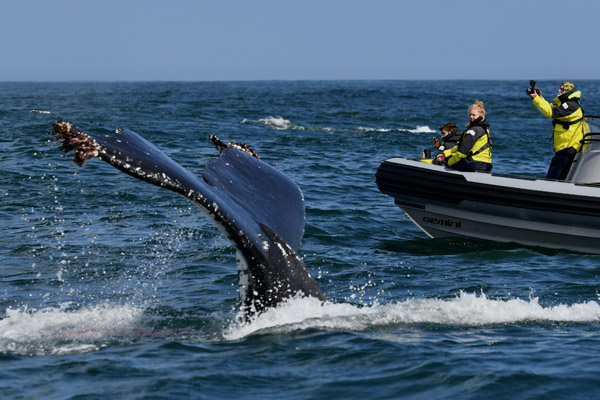 Whale Expedition Guests