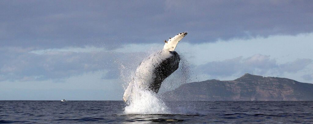 Whale Watching Tour Cape Town